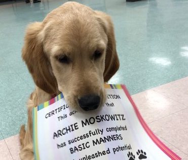 A dog holding up a certificate of completion.