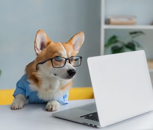 A dog wearing glasses sitting in front of a laptop.