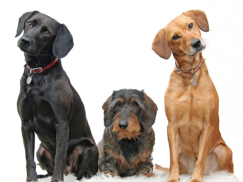 Three dogs sitting next to each other on a white surface