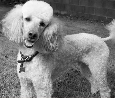 A poodle standing in the grass with its head turned to the side.